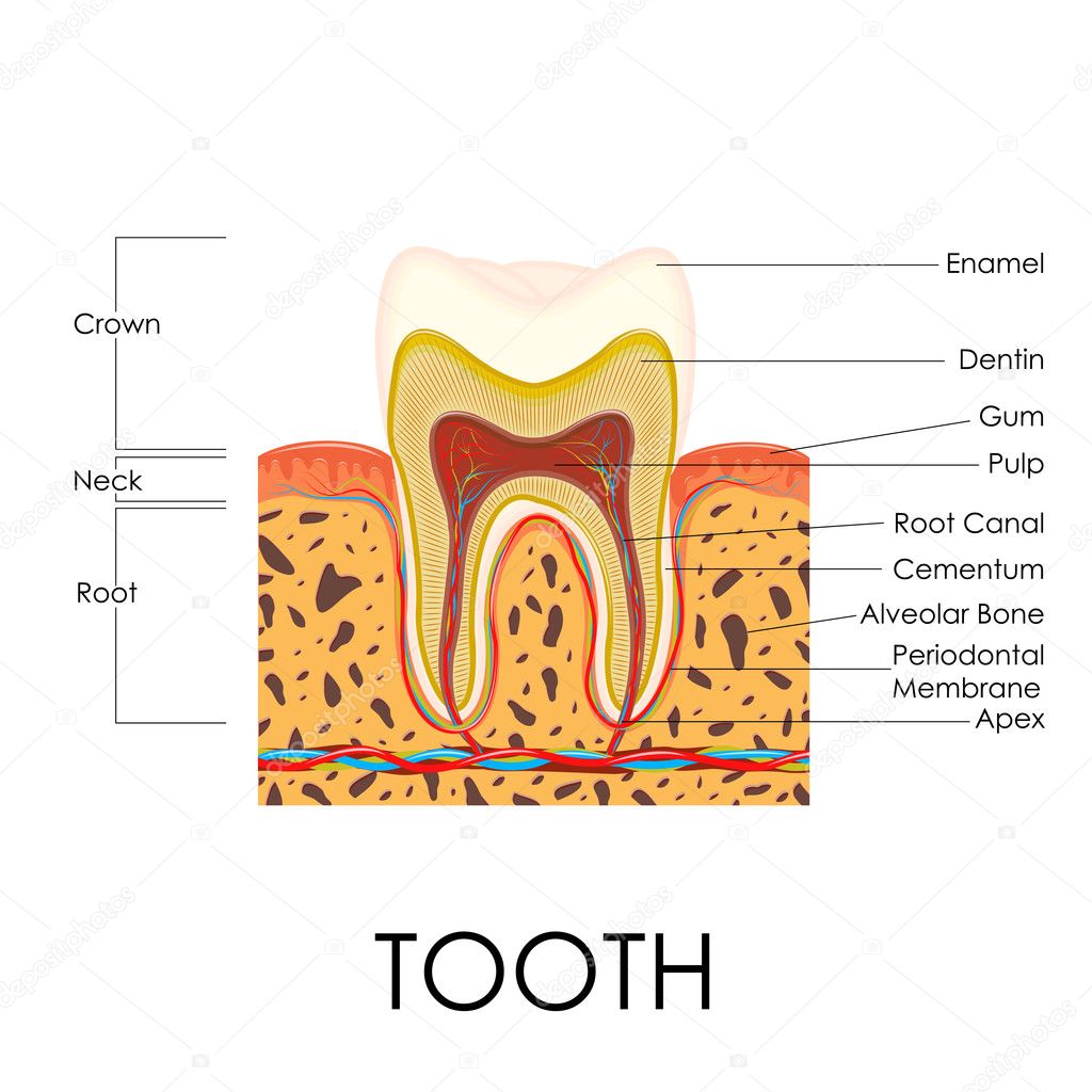 Human Tooth Anatomy