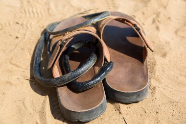 Sahildeki siyah zehirli yılan erkek ayakkabısına girdi, ısırma ve saldırma kavramı..