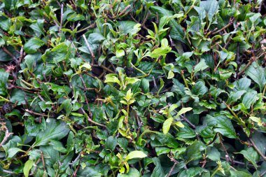 Yumuşak yeşil dallar ve çalı yaprakları, yakın plan.