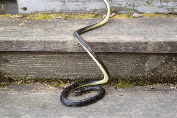 Uma Cobra Venenosa Preta Perto Casa Uma Escada Madeira Velha — Fotografia de Stock