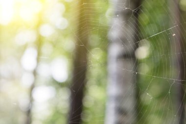 Büyük bir örümcek ağı güneşli yaz ormanı.