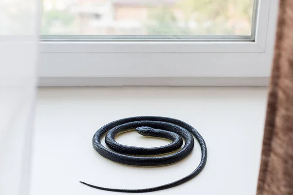 Egy Fekete Mérgező Kígyó Gömbölyödött Labdába Ablakpárkányon Melegszik Fel Lakásban — Stock Fotó