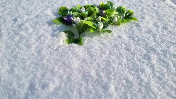 Eine Räumung Der Ersten Frühlingsschneeglöckchen Aus Handgemachter Seife Schnee — Stockvideo