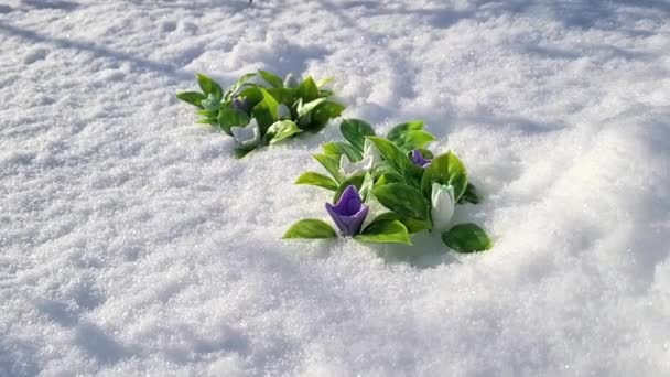雪の中で手作り石鹸で作られた最初の春の雪滴のクリア — ストック動画