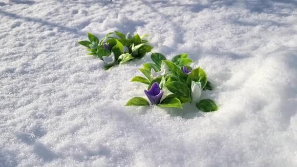 Een Clearing Van Eerste Lente Sneeuwklokjes Gemaakt Van Handgemaakte Zeep — Stockvideo