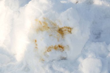Yol boyunca taze beyaz kar üzerinde köpek idrarı izleri..