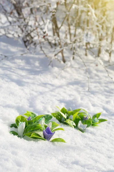 Flores Plásticas Presas Imitação Neve Das Primeiras Flores Primavera — Fotografia de Stock