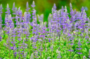 mor çiçekler arka plan