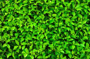 Yeşil bitkinin dokusu