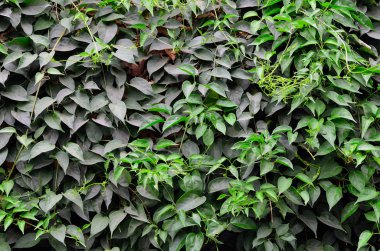 Yeşil bitkinin dokusu