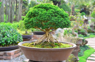 Bonsai Ağacı