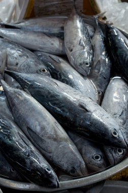 Taze orkinos balık Market