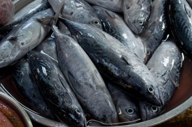 Taze orkinos balık Market