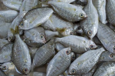 Pazarda taze balık.