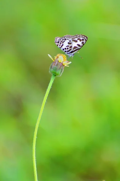 Schmetterling — Stockfoto