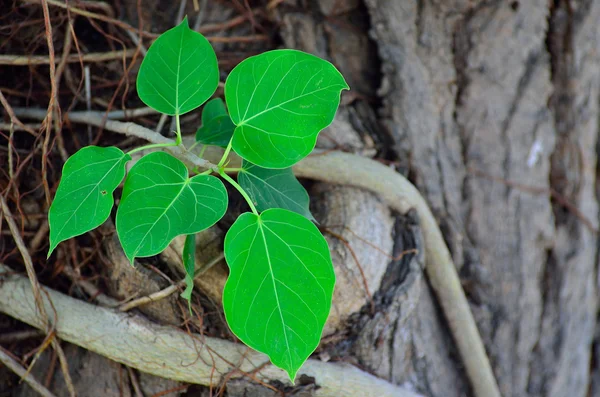 Grüne Blätter auf einem Baum — Stockfoto