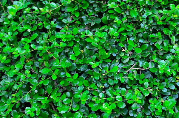 A zöld növény szerkezete — Stock Fotó