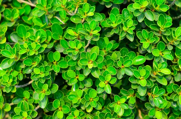 緑の植物テクスチャ — ストック写真