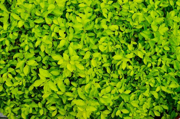 Green plant texture — Stock Photo, Image