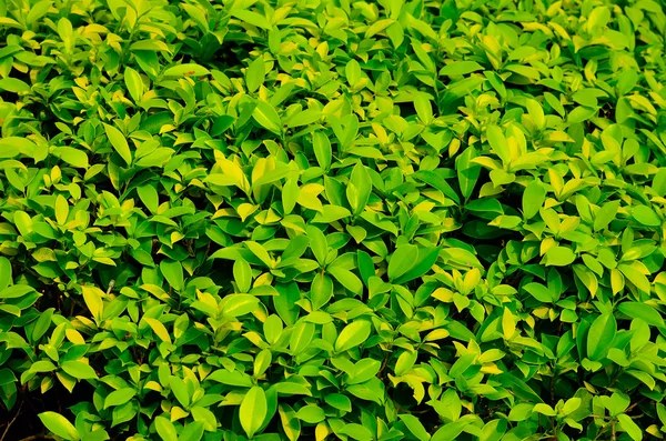Zöld növény textúra — Stock Fotó