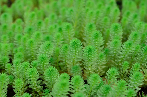 緑の植物の質感 — ストック写真