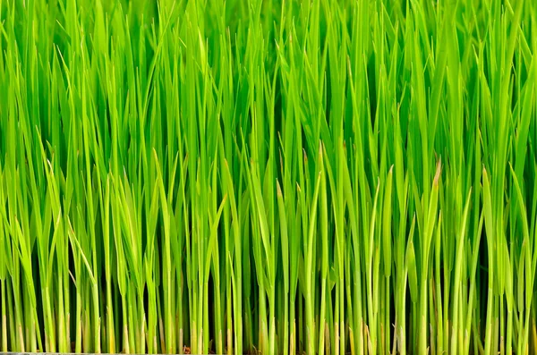Riso all'erba verde — Foto Stock