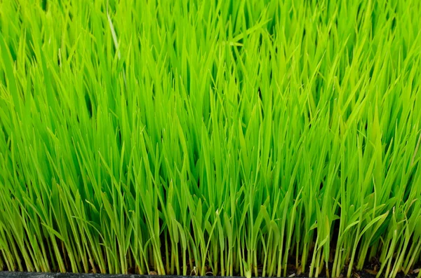 Zöld fű rizs — Stock Fotó