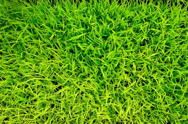 Green grass rice — Stock Photo, Image