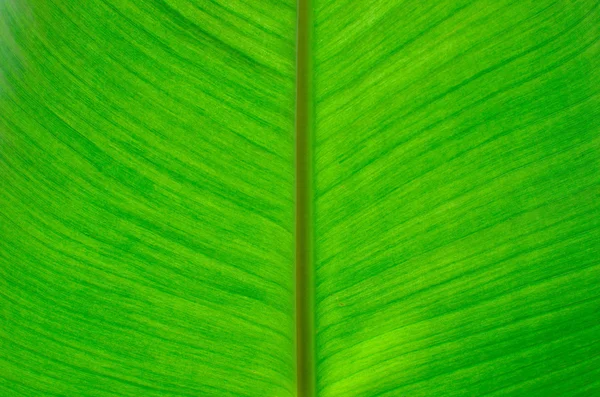 Grönt blad konsistens — Stockfoto