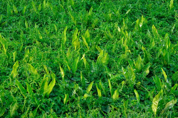 녹색식물로 만든 직물 — 스톡 사진