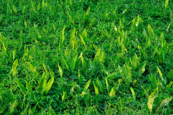 緑の植物の質感 — ストック写真