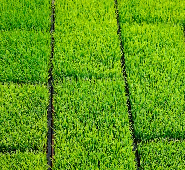 Green Grass — Stock Photo, Image