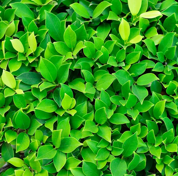 Текстура зелёного растения — стоковое фото