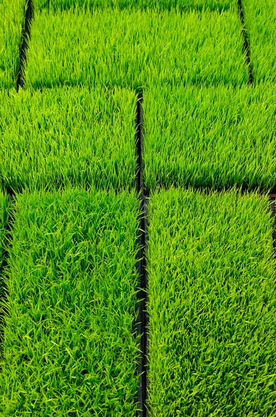 Green Grass — Stock Photo, Image