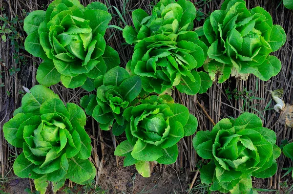 Green vegetable — Stock Photo, Image
