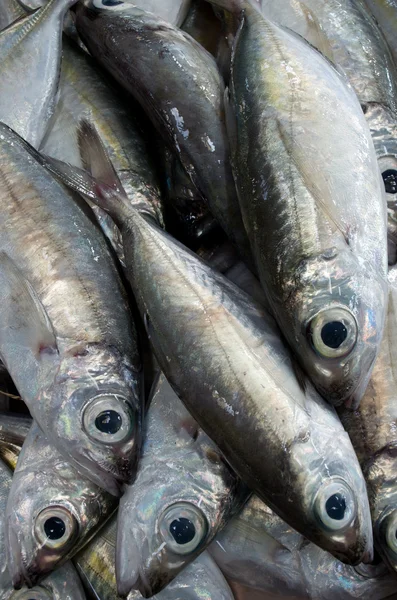 Fresh fish at the market — Stock Photo, Image