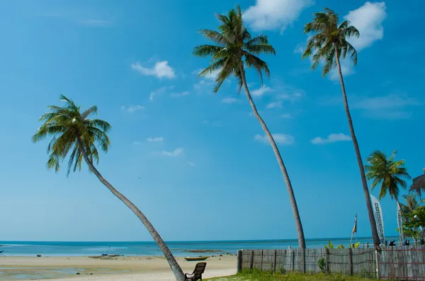 Havet och Kokosfibrer palm — Stockfoto