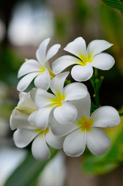 Flor de Frangipani — Foto de Stock