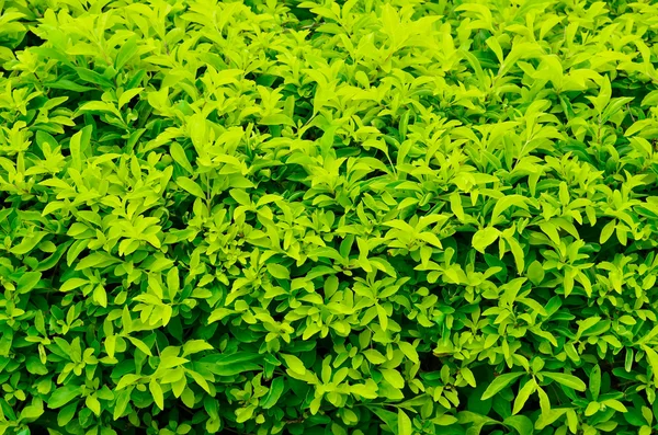 緑の植物の質感 — ストック写真
