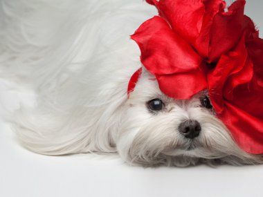 Malta Köpeği