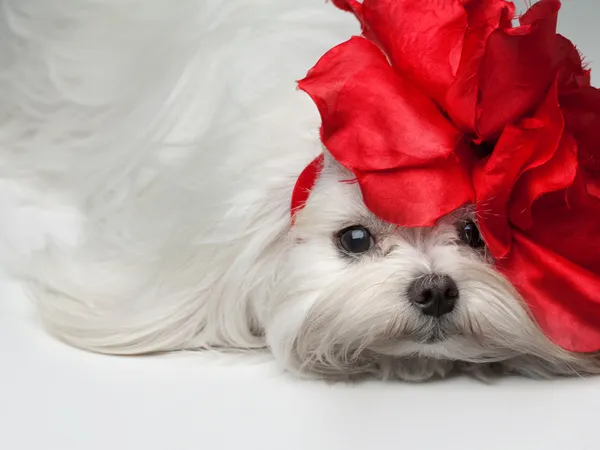 Maltesisk hund — Stockfoto