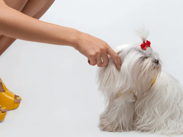 Maltesisk hund — Stockfoto