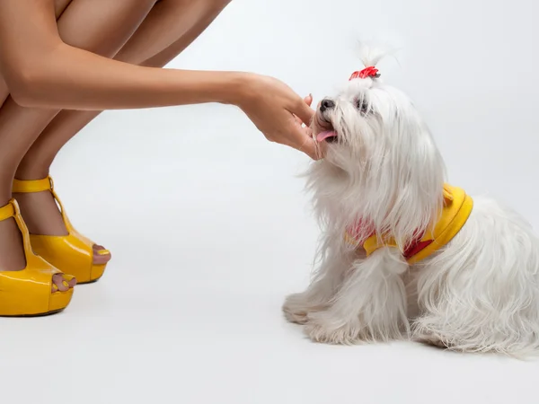 Maltesisk hund — Stockfoto