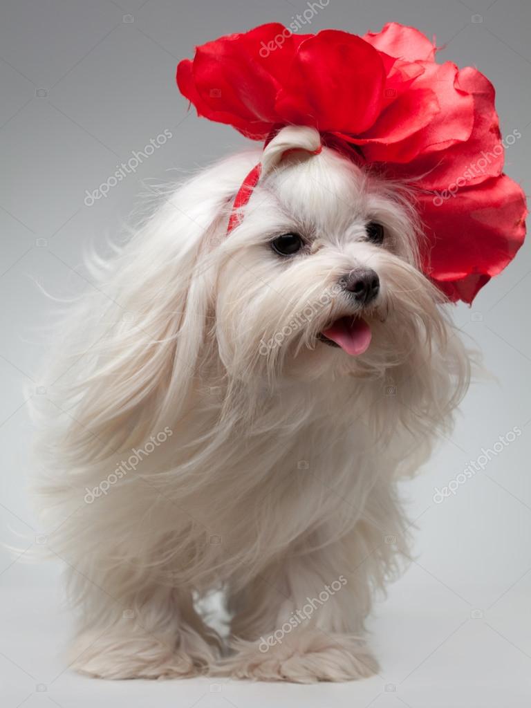 depositphotos_19632199-stock-photo-maltese-dog.jpg