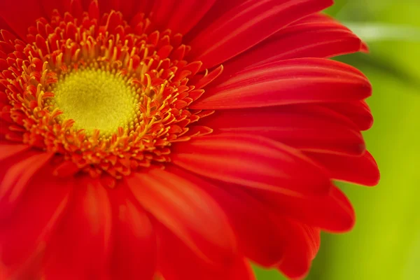 花の背景。レッド ガーベラの花。花のデザイン — ストック写真