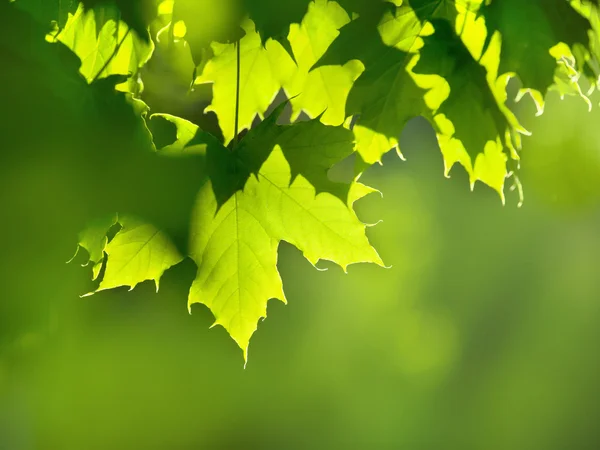 Fondo de hoja verde — Foto de Stock