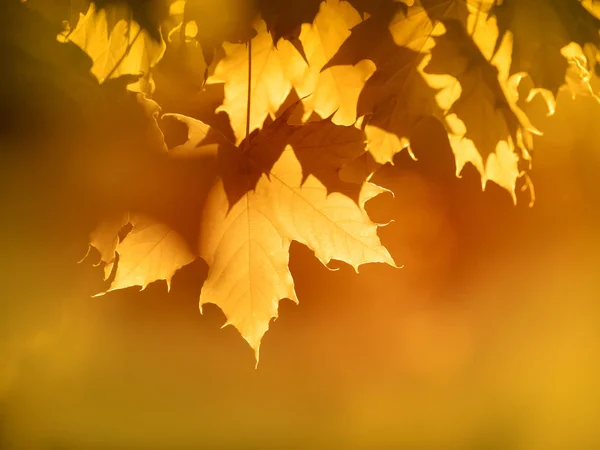 Fondo de hojas de otoño naranja — Foto de Stock