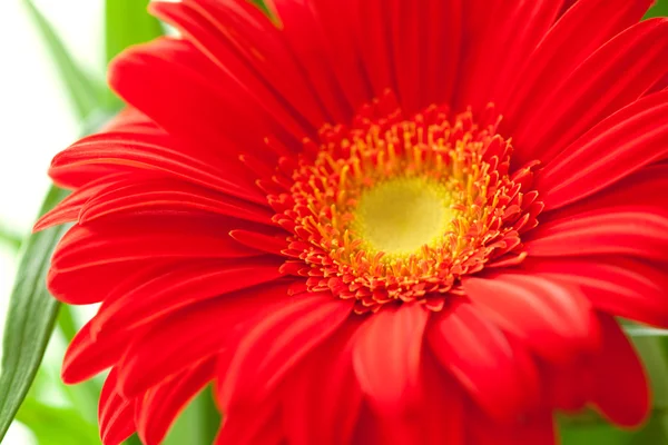 Flower Background. Red Gerbera Flower . Flower design — Stock Photo, Image