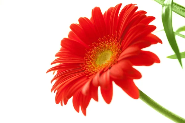 Flower Background. Red Gerbera Flower . Flower design — Stock Photo, Image