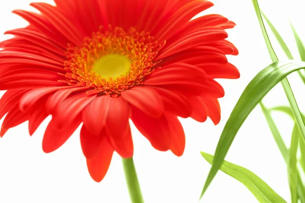 Flower Background. Red Gerbera Flower . Flower design — Stock Photo, Image